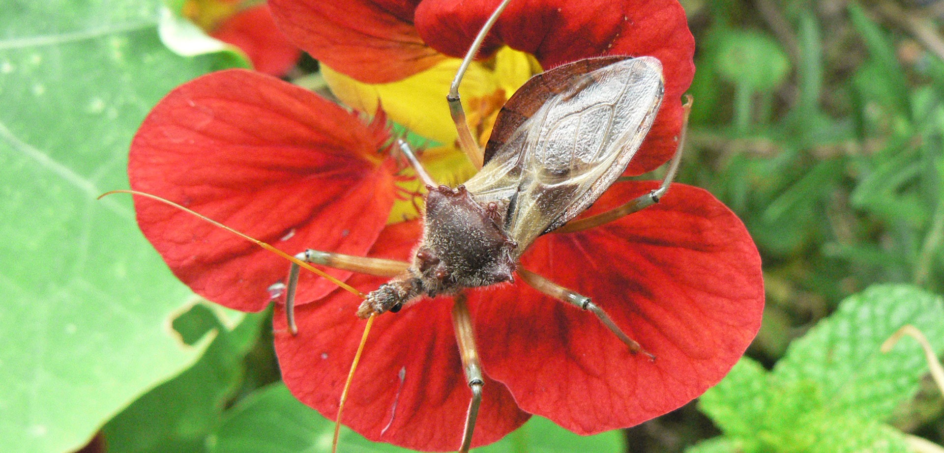 Reduviidae-Pristhesancus-plagipennis-Bee-Killer-Assassin-Bug-The-Gap-SEQ3-header
