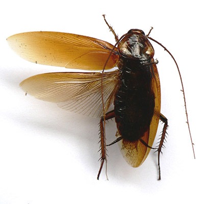 australian-cockroach