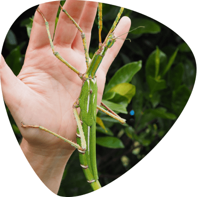 bugs_ed_goliath-stick-insect