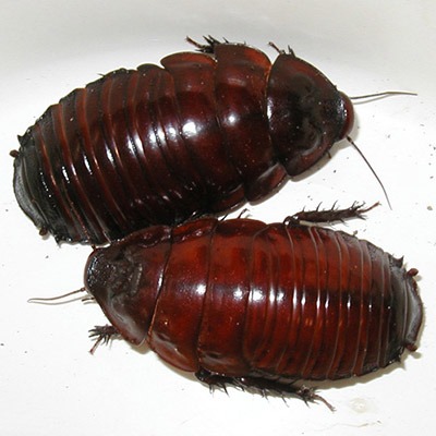burrowing-cockroaches