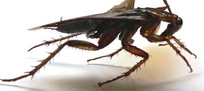 running-cockroach