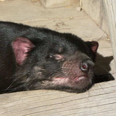 Aussie-3