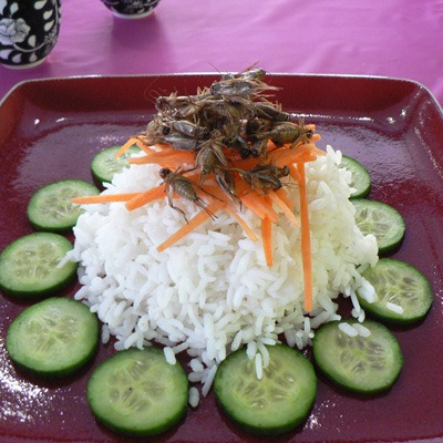 Eating-Insects-for-Sustainability