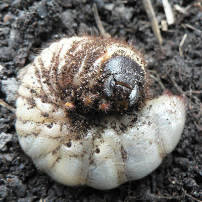 Gardening-gurus-2