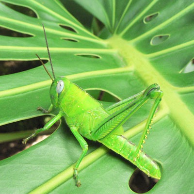 Grasshopper-photo-for-secondary-Insect-Classification