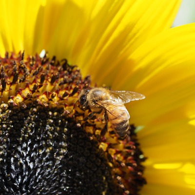 Insect-Pollinators
