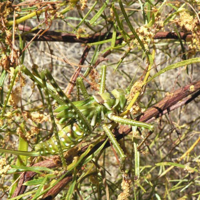 Katydid-photo-for-I’m-a-survivor