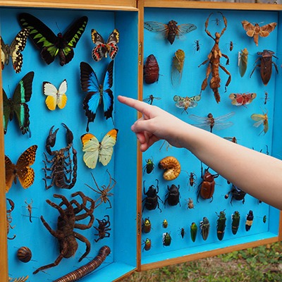 Pinning-and-mounting-2